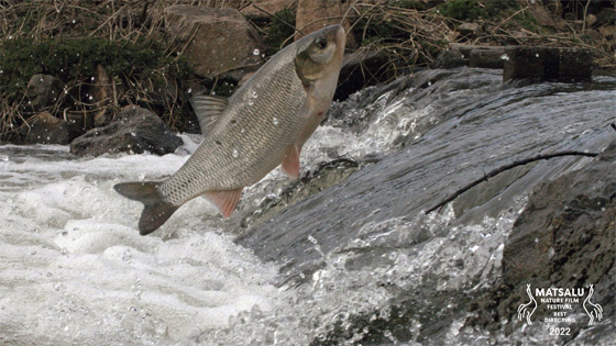 Matsalu Nature Film Festival 2022 &ndash; Waves beneath the Water