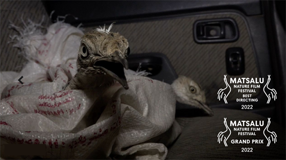 Matsalu Nature Film Festival 2022 � Houbara