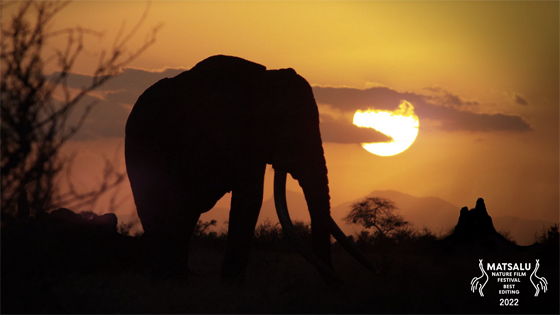 Matsalu Nature Film Festival 2022 &ndash; The Elephant and the Termite