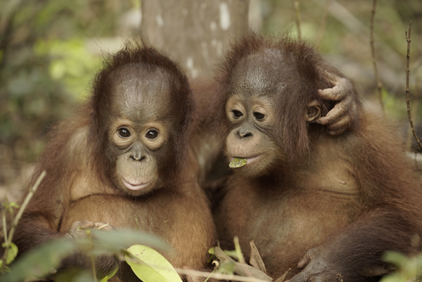 NHNZ Orangutan Jungle School Bumi and Jacqui