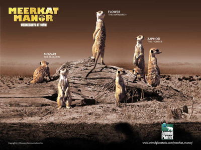 Meerkat Manor