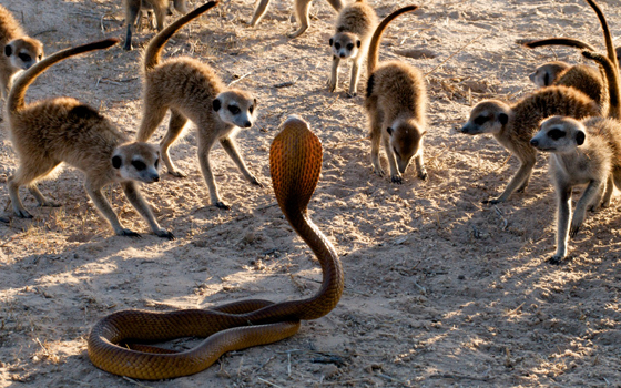 Meerkats 3D