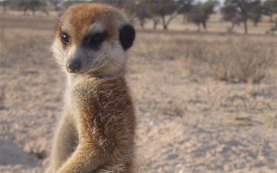 Meerkat Manor