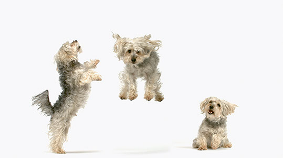 Secret Lives of Dogs