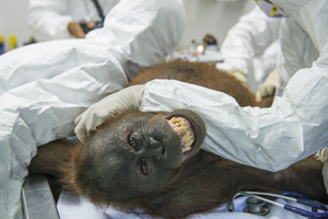 Borneo Wildlife Warriors - SZtv