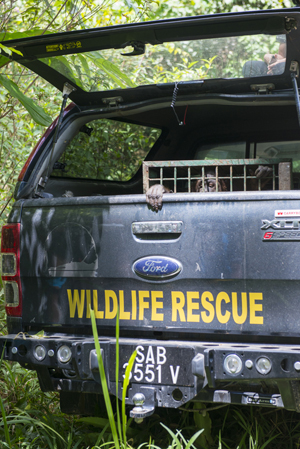 Borneo Wildlife Warriors - SZtv