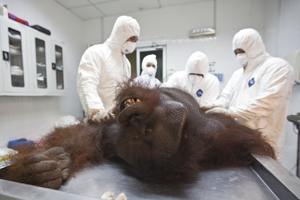 Borneo Wildlife Warriors - SZtv