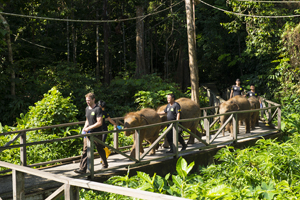 Borneo Wildlife Warriors - SZtv