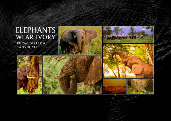 Elephants Wear Ivory