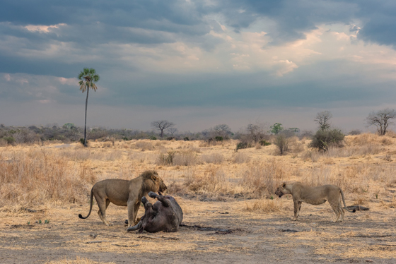 Wildscreen Festival 2018 - Nominations - ORF Animal Behaviour Award