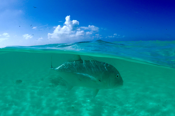 Wildscreen Festival 2018 - Nominations - Popular Broadcast Award