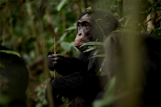 Wildscreen Festival 2018 - Nominations - Script Award