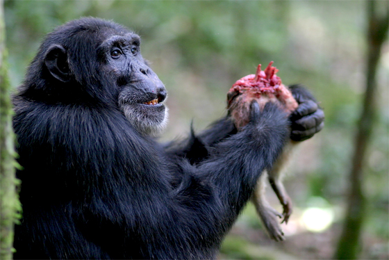 Wildscreen Festival 2018 - Nominations - Films@59 Sound Award