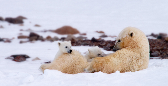 Wildscreen Festival 2018 - Nominations - Theatrical Award