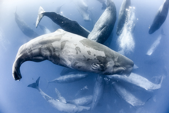 Wildscreen Festival 2018 - Nominations - Impact Award