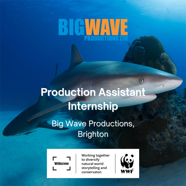 Widscreen – Big Wave Productions Production Assistant Internship
