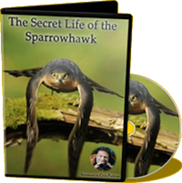 The Secret Life of the Sparrowhawk